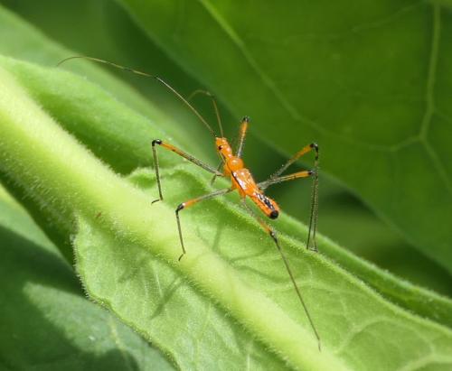 Cosmolestes pictus
